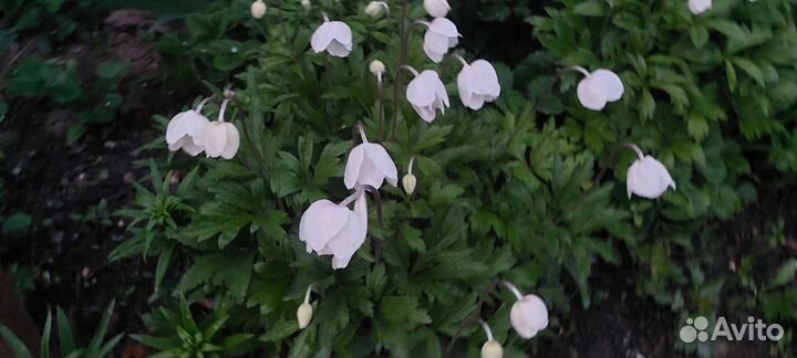 Энотера, анемоны, ирисы купена многолетнее