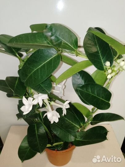 Жасмин стефанотис