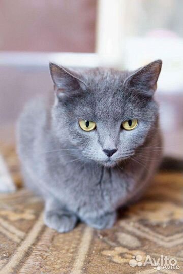 Кошка - красавица