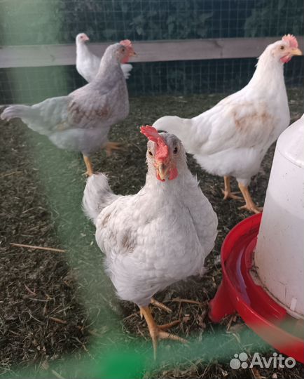 Петушки доминант, 2 месяца