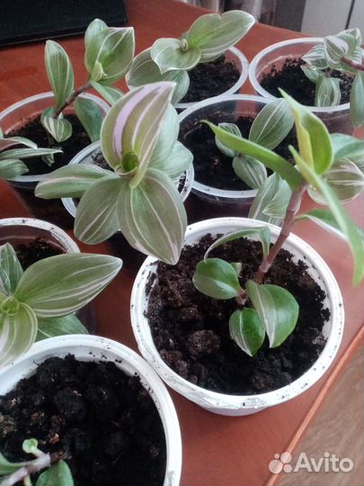 Традесканция триколор