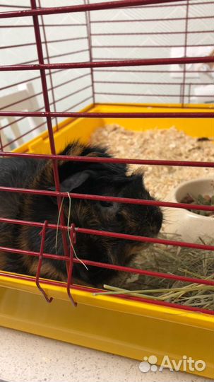 Передержка животных, выгул