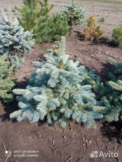 Саженцы ель голубая