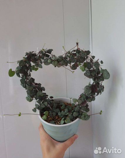 Церопегия Вуда, домашние растения