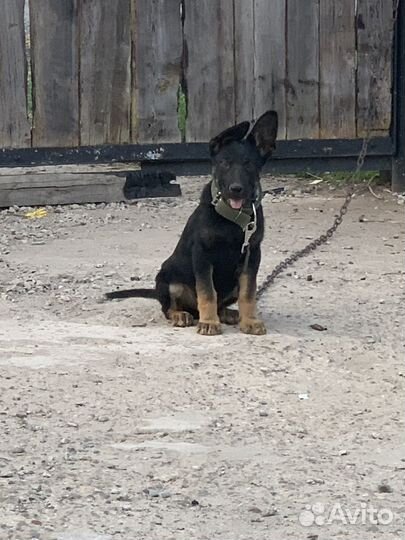 Немецкая овчарка