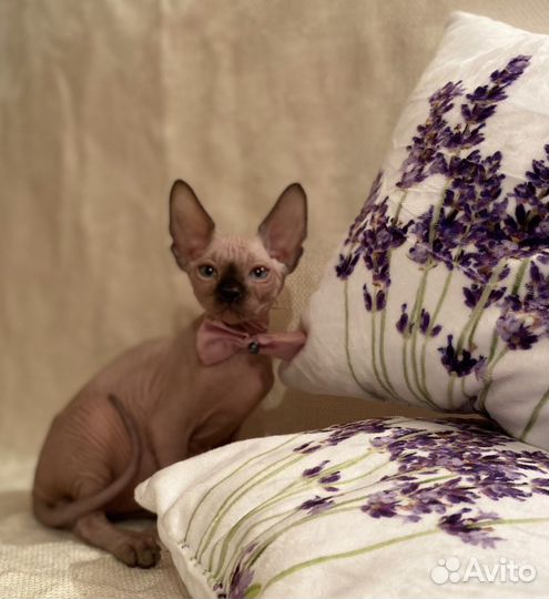 Котята Канадский Сфинкс