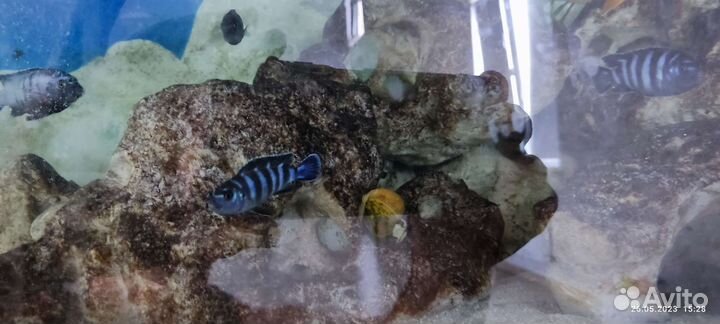 Аквариумные рыбки