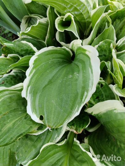 Цветы многолетние