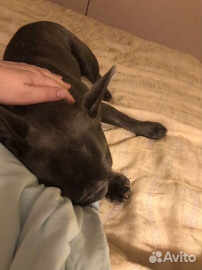 Передержка собак и кошек