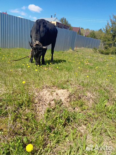 Корова нетель, коза и козел