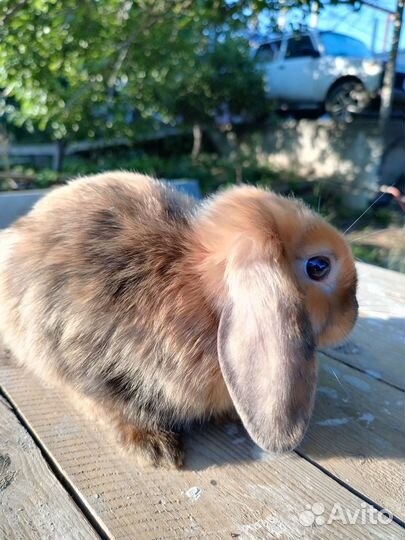 Карликовые, декоративные кролики