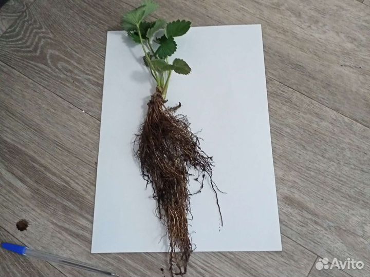 Рассада клубники