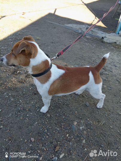 Джек рассел терьер