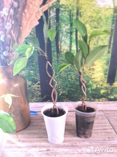 Фикус бенджамина Даниэль и Старлайт