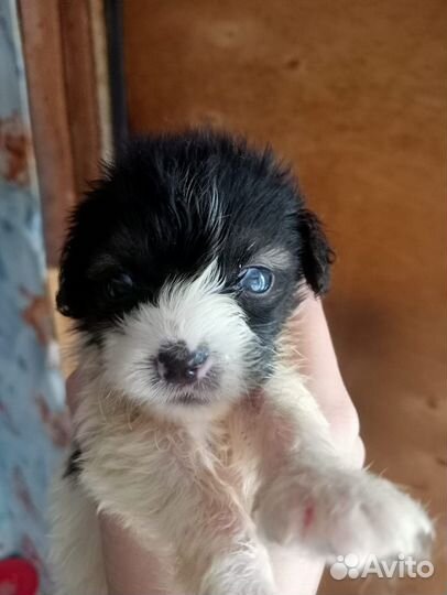 Маленькие собачки щенята в добрые руки