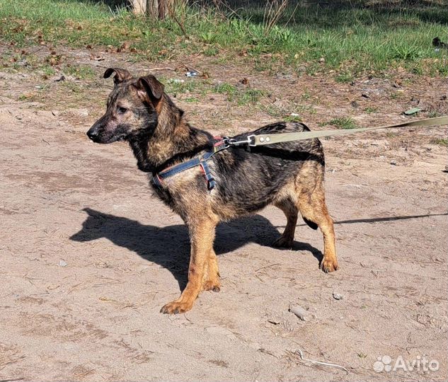 Собака в приюте