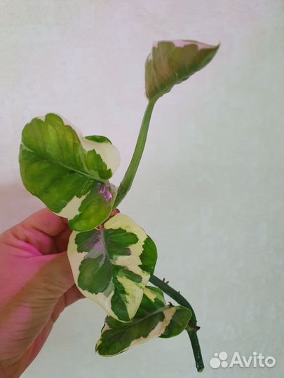 Сциндапсусы, Эпипремнум вайт марбл