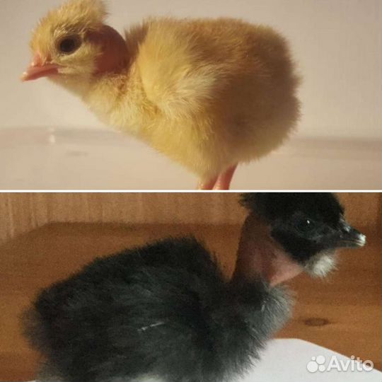 Цыплята, утята, гусята