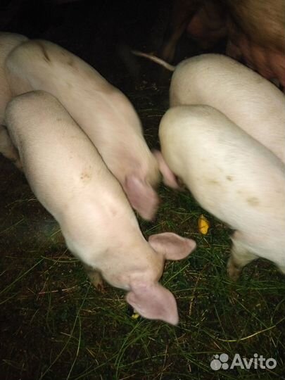 Поросята ландрас