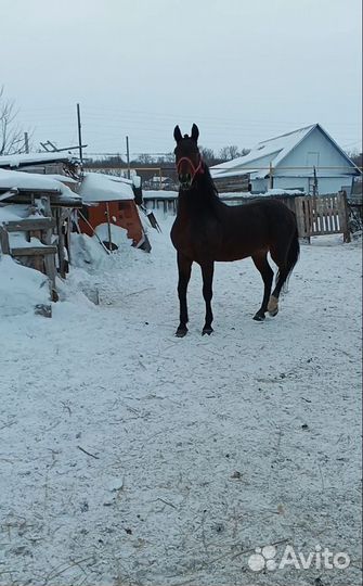 Жеребец орловский рысак