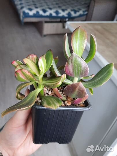 Crassula Return of beauty + tricolor, gollum white