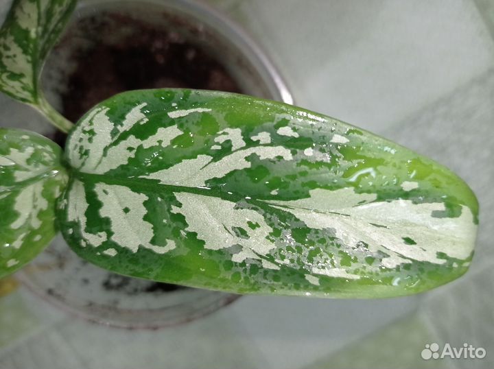 Аглаонема, сингониум, традесканция