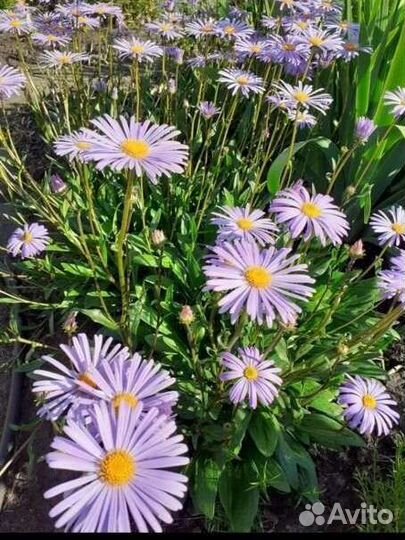 Цветы садовые многолетние