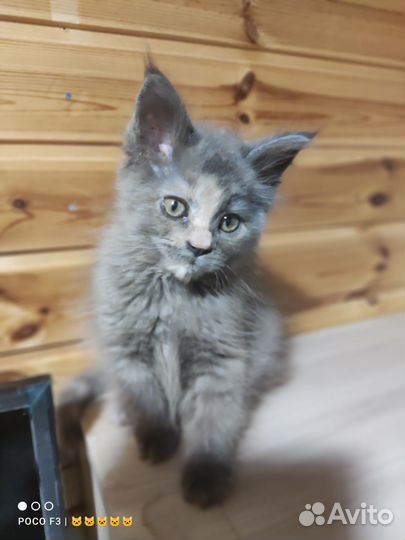 Котята мейн-кун