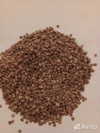 Семена лука. Кинза. Шпинат