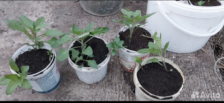 Рассада многолетних цветов