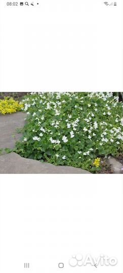 Тимьян ползучий, вербейник,очитки, армерия