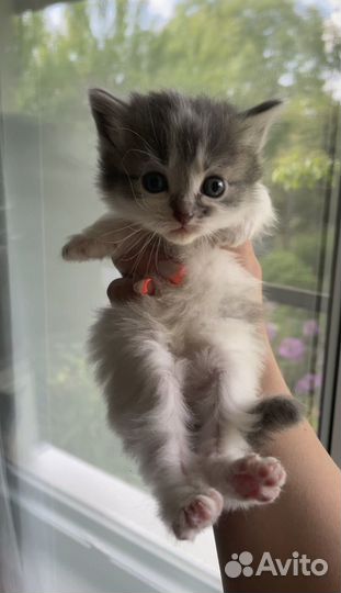 Кошки в добрые руки