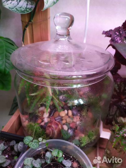 Бегония амфиоксус