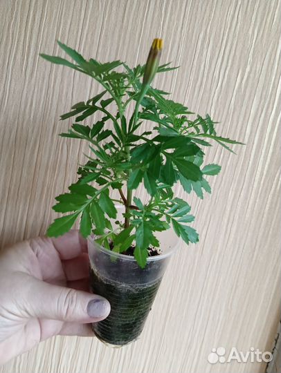 Рассада бархатцы