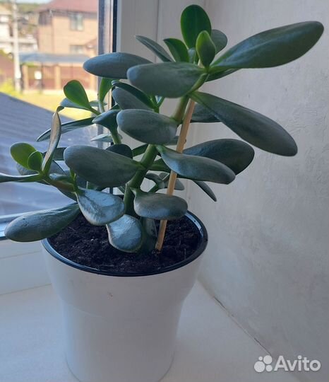 Крассула толстянка