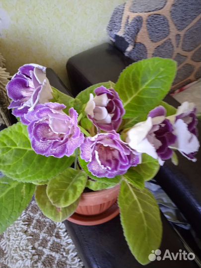 Комнатные цветы сортовые