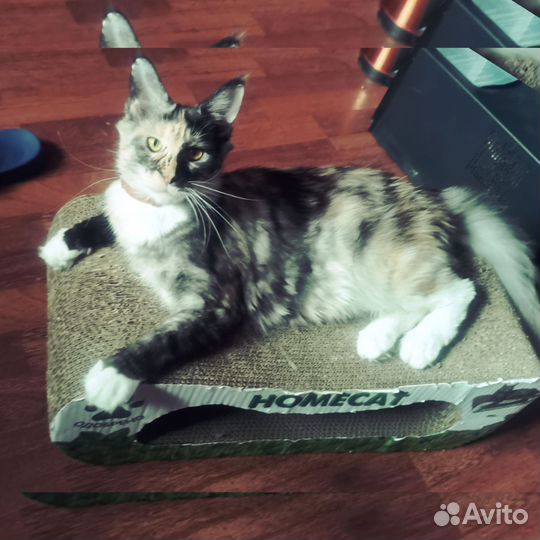 Кошка ищет кота на вязку