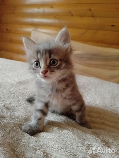 Котенок сибирский