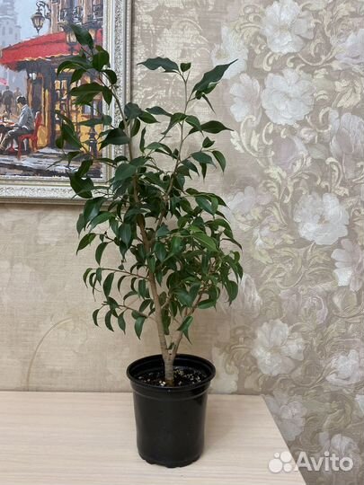 Фикус бенджамина