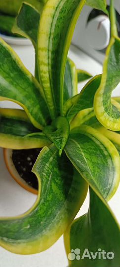 Сансиверия