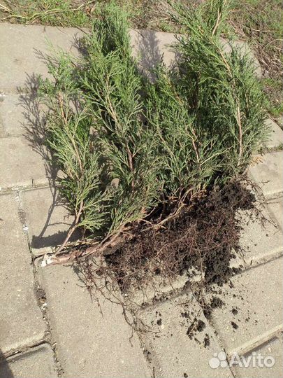 Можжевельник казацкий