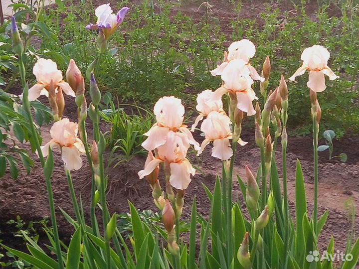Ирис