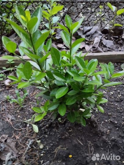 Самшит сортовой