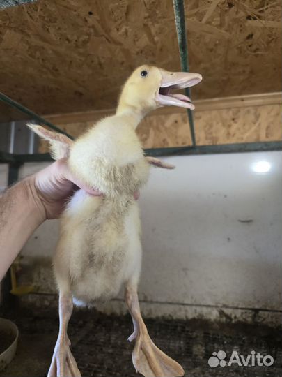 Утки бройлерные. подрощенные