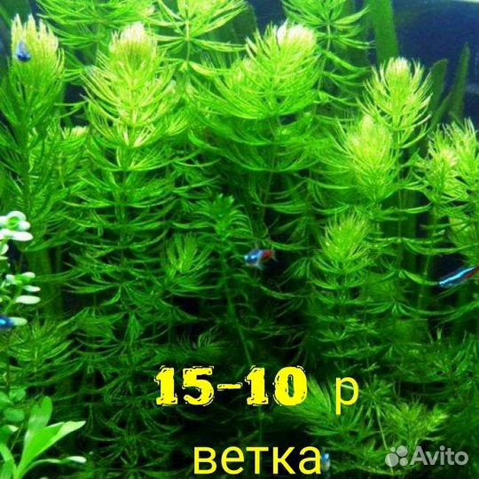 Гуппи Роголистник анцитрус Меченосец