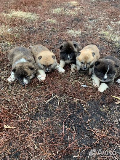 Тигровый кобель Акита-ину