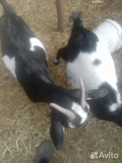 Дойные нубийские козы