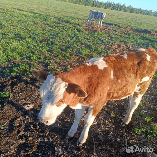 Телята бычки,коровы дойные
