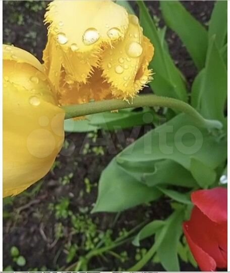 Дача 66 м² на участке 6 сот.