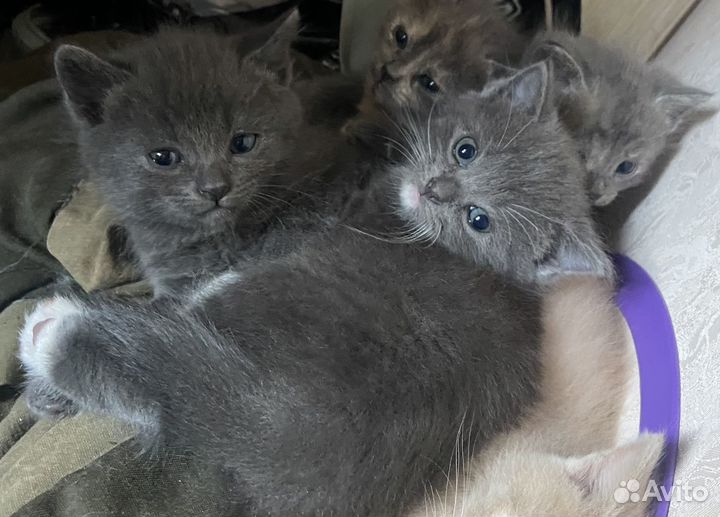 Котята в добрые руки бесплатно